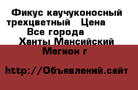 Фикус каучуконосный трехцветный › Цена ­ 500 - Все города  »    . Ханты-Мансийский,Мегион г.